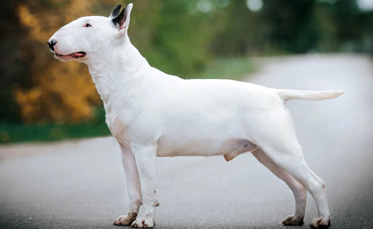 Bull Terrier